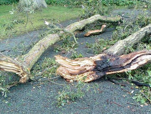 Storm Damage Fallen Tree Branch
